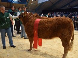 Kvien, der tog al opmærksomhed