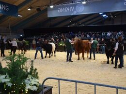 Bedste handyr til Interbreed. vinder blev Tiroler Grauvieh