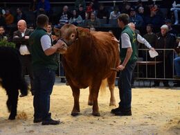 Bedste handyr Limousine