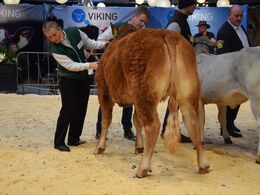 Bedste hundyr til Interbreed. Vinderen blev en Hereford Kvie