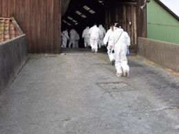 Stalden på 1 sal kælvnings afdeling