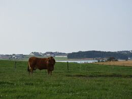 Udsigt over deres marker og limousiner