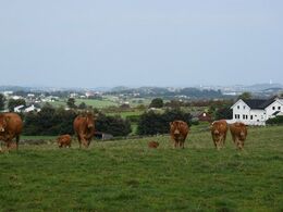 Udsigt over mark og limousiner