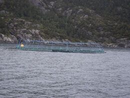 Fiske opdræt på Lysefjorden