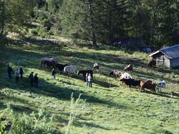 Seter besøg:  Dyrene er kommet hjem fra Seteren for vinteren