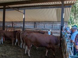 Rebekka, som er uddannet dyrlæge, står for det avlsmæssige. Hun forklarer udførligt om dyrenes afstamning.