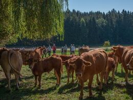 En flok køer med kalve er drevet sammen i et hjørne på marken, så de besøgende kan se dem