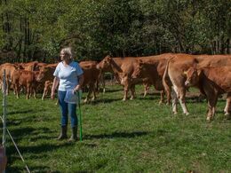 Der er avlet efter pollethed i over 20 år - og besætningen rummer masser af fransk genetik