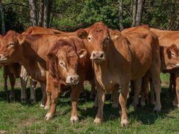 Ca. 30 % af dyrene insemineres - overvejende med hornede tyre - resten klares naturligt - her en nyankommet avlstyr