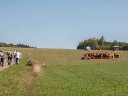 Vi skal se en flok kvier, som i dagen anledning har fået en balle wrap for at samle sig på det ønskede sted i marken