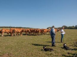 Bemærk hyrdehundene - dyrene drives fra mark til mark ved hjælp af hunde, som familien også går højt op i