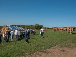 En tredje gruppe limousiner besigtiges i det, som også er en vinterfold. De fleste dyr er ude hele året.