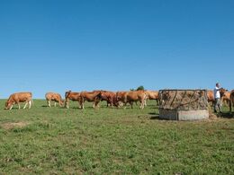 Smukt syn med limousiner på bakken