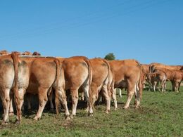 Høet i foderhækken trækker limousinerne til