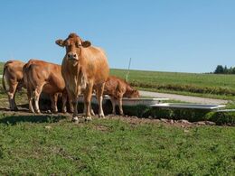 Der er rindende vand til dyrene på netop denne mark