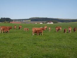 Besætningen er på ca. 10 moderdyr - de fleste pollede