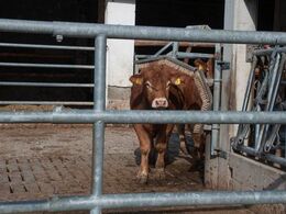 Dyr i løsdrift har adgang til udeareal / løbegård