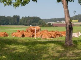 Familien Stadlers køer har i mellemtiden lagt sig for at tygge drøv