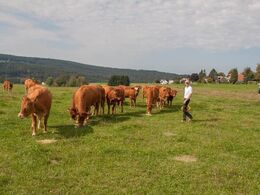 Dagens andet besøg hos familien Reisenberger, som har 17 køer, hvor alle på nær 2 er pollede. Vi ser limousiner på to forskellige marker.