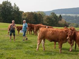 Nogle kan ikke nøjes med at kigge limousiner forfra, men skal helt ind i flokken for også at se dyrene bagfra