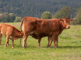 Hov hvad sker der her? - Tvillinger eller kalv på rov?