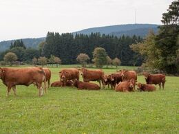 Her Reisenbergers anden mark, hvor vi ser køer med tyrekalve