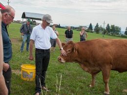 Rolige dyr, som også er til fals for lidt korn…