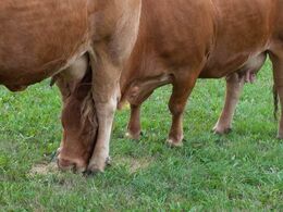 Intet skal gå til spilde…