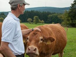 Det er skønt at være limousineko