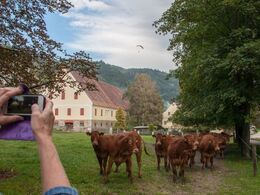 - Dagens tredje besøg var hos familien Ertl. Et stort sted med 60 køer. Kameraerne kom frem i rekordfart, da der var 