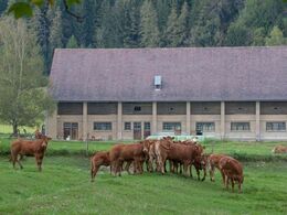 En flok kvier var lidt betænkelige over det store rykind fra Danmark