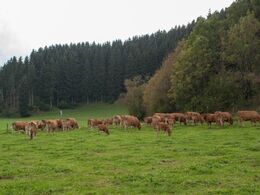 Nogle af køerne med kalve er hjemme ved ejendommen i dagens anledning. Gården er i 820 meters højde.