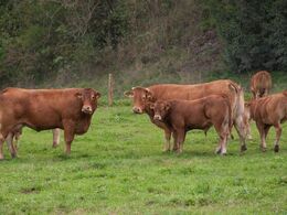 Man er ikke interesseret i alt for store limousiner, da store dyr ikke klarer sig så godt på sæteren. Nogle af køerne var til den store side, sagde Heinrich Ertl.