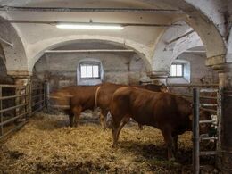 Sikke hvælvninger i tyrestalden