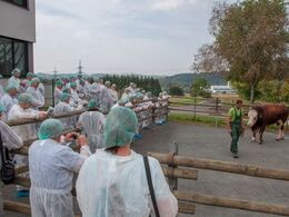 Tyrestationens kødkvægstyre vises frem i reb og stang - her er det Fleckvieh, som Simmentalerne kaldes i Østrig