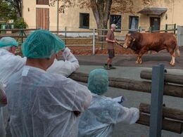 En limousinetyr var der på tyrestationen - GS Matador Pp avlet hos Heinrich Ertl, som vi besøgte dagen før