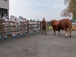 Tyren havde fået en skade på venstre bagben men blev stadig tappet