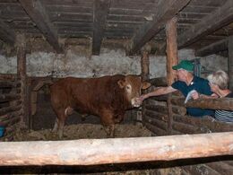 Hej tyr - jo det er solidt træ, der er brugt som inventar