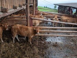 Staldanlæg med både dybstrøelse og spalter