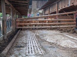 Stalden fra en anden vinkel - dyrene var ekstraordinært på stald for at de besøgende kunne se dem