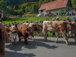 Flere pyntede køer, stude og kvier - nogle med klokker på