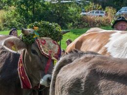 Nærbillede af et af de pyntede dyr - godt der er horn at binde pynten fast til