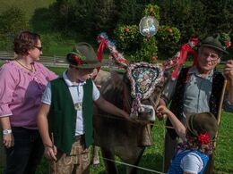 En af de flottest pyntede køer har taget opstilling med sin 