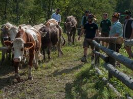 Kvæget samles efter optoget i en fold, hvor de får pynten pillet af igen