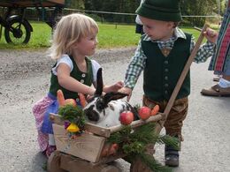 Tålmodig kanin i trækvogn