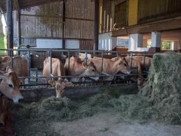 35 jerseykøer af dansk afstamning leverer mælk til ostene