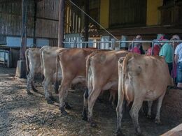 Jersey er unægtelig noget andet end limousiner…