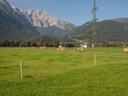 Så afsted til frisk græs på marken