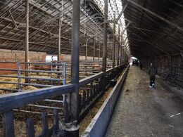 Der er indrettet løsdriftsstald i et tidligere væksthus til tomater, som er den helt store afgrøde i området.