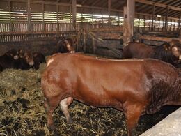 Dyrene ser godt ud og er i virkelig god foderstand – lige så de glinser.